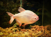 Albino Pacu size 4”
